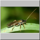 Dyspetes praerogator - Schlupfwespe w01f 8-9mm - OS-Hasbergen feuchte Lehmwiese det06.jpg